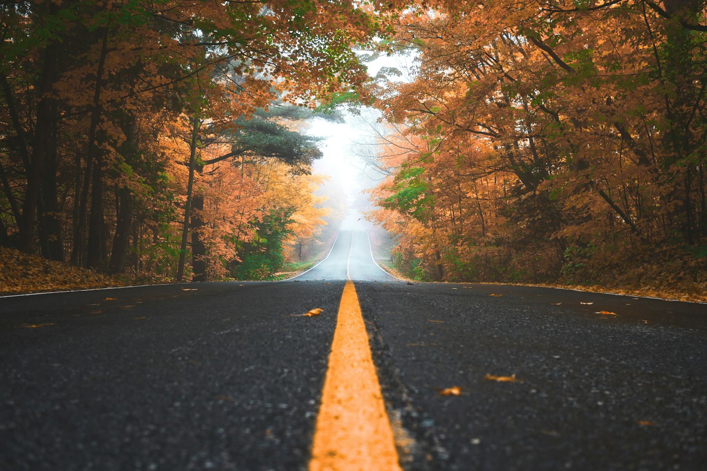 Autumn trees with orange leaves