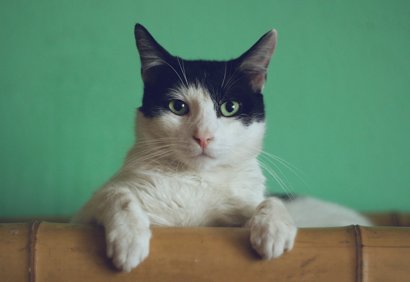 A tabby cat resting